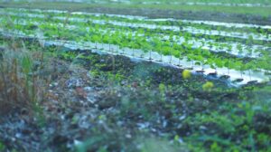 Technológia a fenntartható mezőgazdaságban