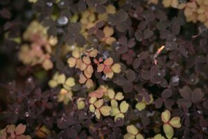 Napi 10 perc rendrakás – hosszú távú nyugalom