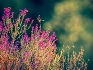 Az otthon illata – természetes módon