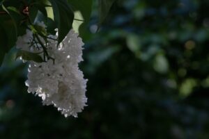 A belső tér illatosítása természetesen